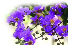 Lagerstroemia reginae